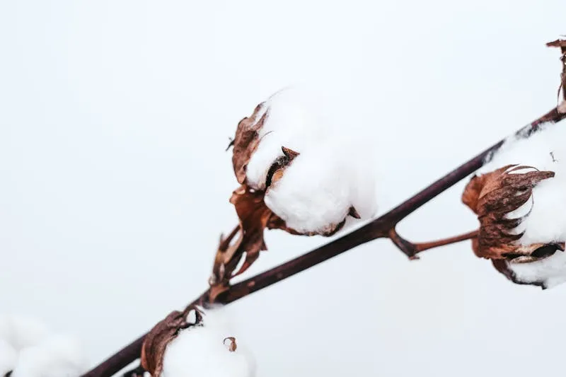 Cotton-100%